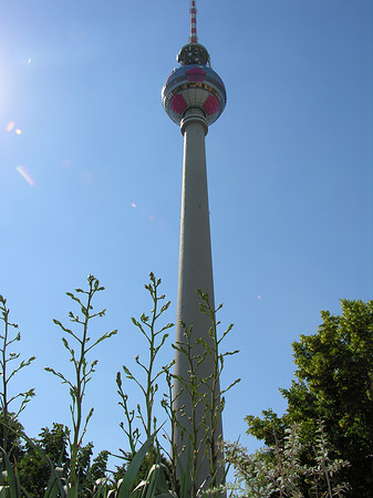 Foto Fernsehturm und Bäume - Berlin