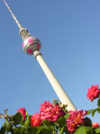 Foto Fernsehturm und Rosen