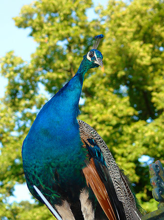 Foto Pfau