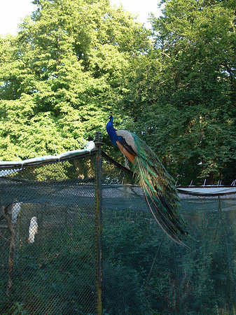 Voliere auf der Pfaueninsel - Berlin (Berlin)