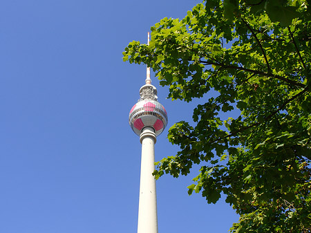 Foto Fernsehturm und Bäume