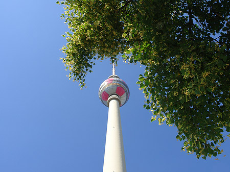Fernsehturm und Bäume Fotos
