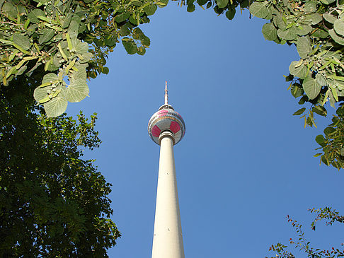 Fernsehturm und Bäume