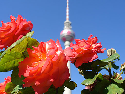 Fotos Fernsehturm und Rosen