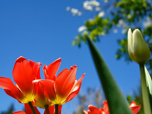 Frühling - Berlin