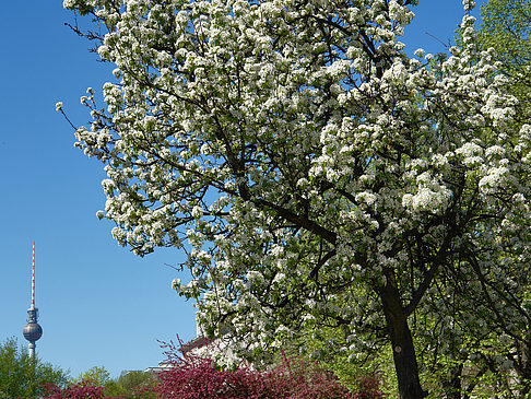 Fotos Frühling | Berlin