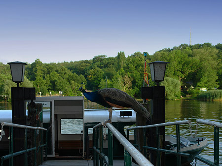 Fähre zur Pfaueninsel