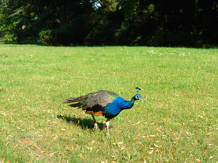 Pfau