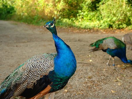 Pfau Fotos