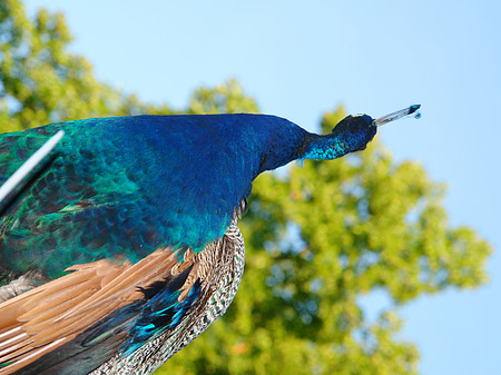 Foto Pfau - Berlin