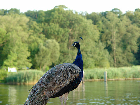 Pfau Foto 