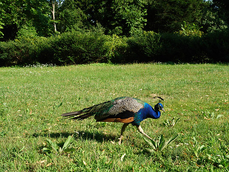 Pfau Fotos