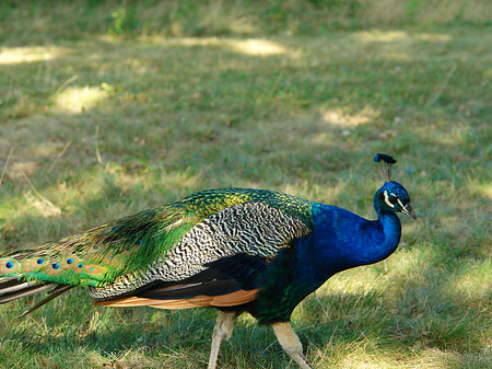 Foto Pfau