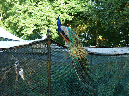 Voliere auf der Pfaueninsel - Berlin (Berlin)