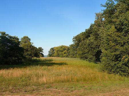 Fotos Wiese auf der Pfaueninsel