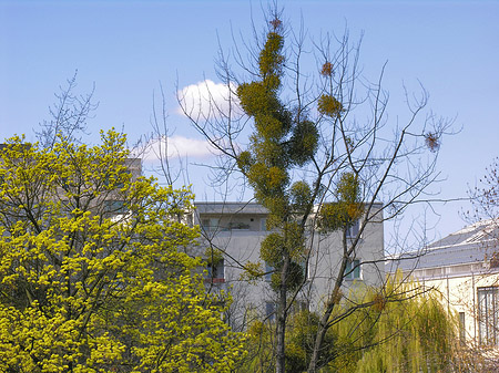 Fotos Frühlingsbäume