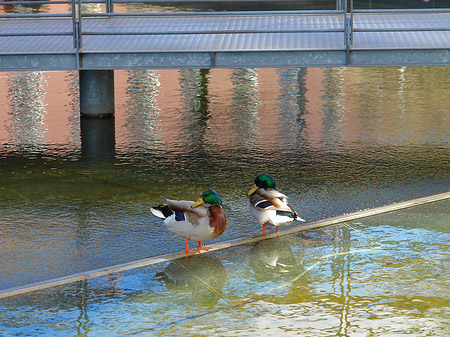 Foto Wasserfläche - Berlin
