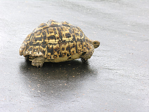 Schildkröten auf der Straße - Limpopo (Phalaborwa)