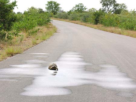 Schildkröten auf der Straße - Limpopo (Phalaborwa)