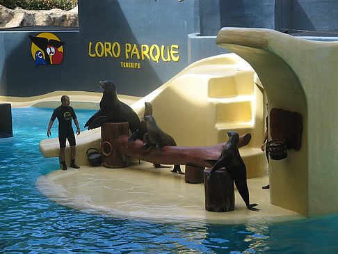 Loro Parque - Teneriffa (Puerto de la Cruz)