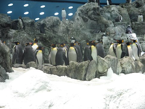 Loro Parque - Teneriffa (Puerto de la Cruz)