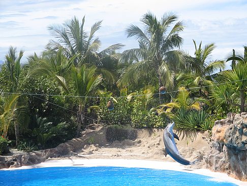 Loro Parque - Teneriffa (Puerto de la Cruz)